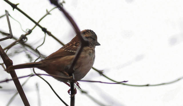 2155313_web1_VND-FinchBirds-011120