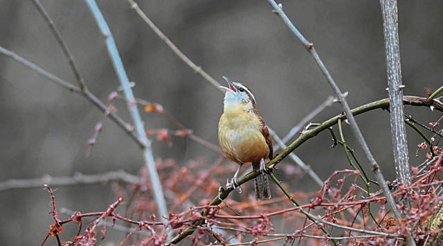 2155313_web1_VND-WrenBirds-011120