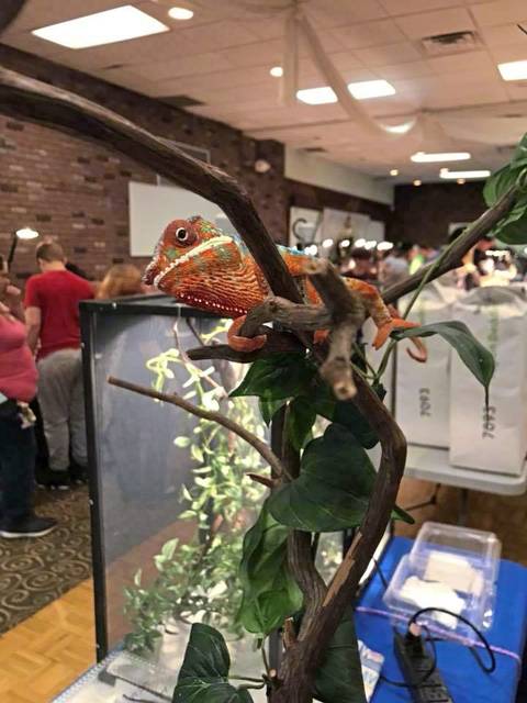 2155752_web1_VND-LIV-REPTILE-CHAMELEON