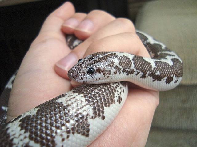 2155752_web1_VND-LIV-REPTILE-HAPPYSNAKE