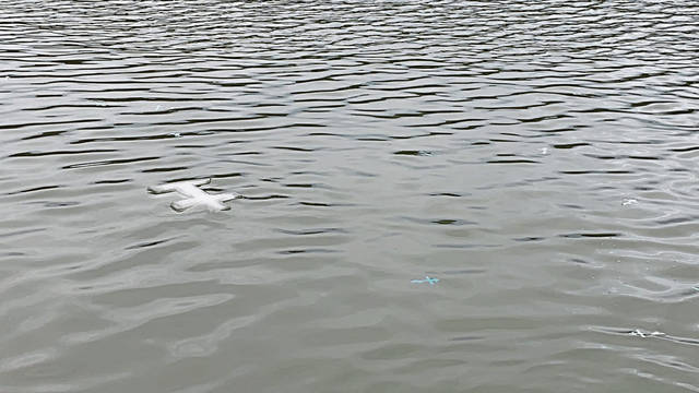 2171875_web1_gtr-blessingwaters7