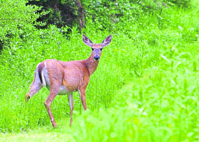 2173072_web1_WEB-deer