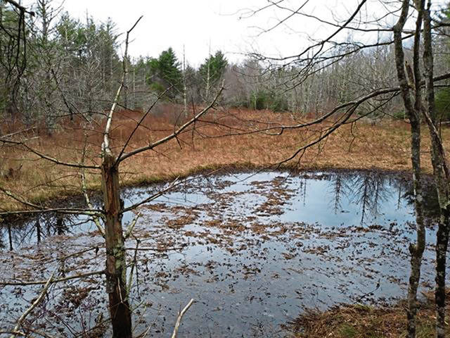 2175109_web1_US-NEWS-BIGFOOT-SWAMP-2-MCT