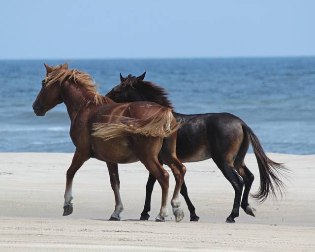 2185603_web1_gtr-wildhorses