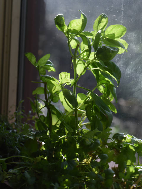 2185969_web1_gtr-liv-herb1-011720