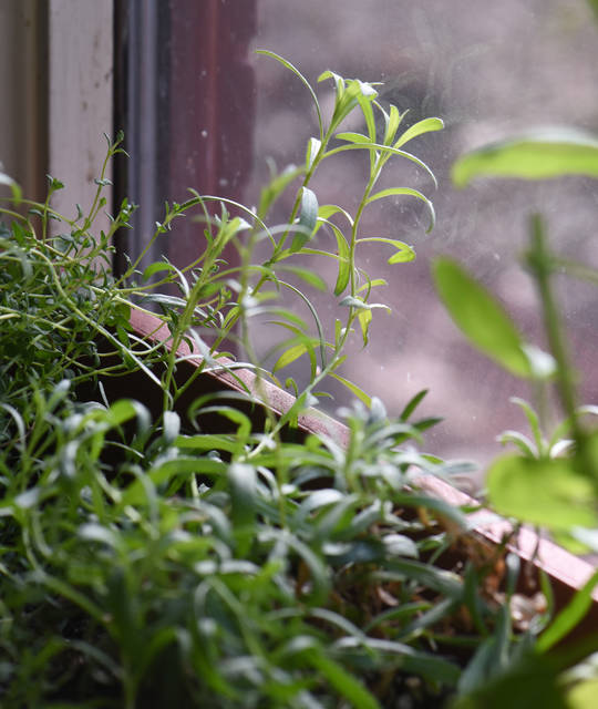 2185969_web1_gtr-liv-herb5-011720