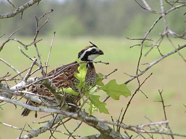 2195077_web1_gtr-OutQuail-011920