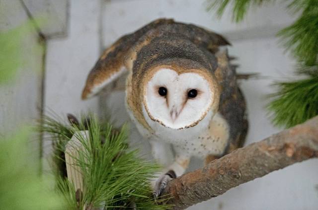 2196708_web1_gtr-tk-planner-owl-013020