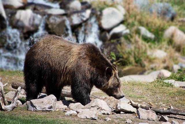 2207662_web1_grizzly-bear-2788682_1280