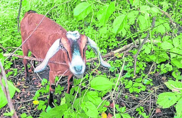 2222665_web1_gtr-goatscaping-110818
