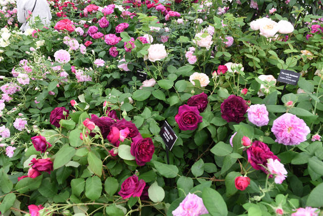 2226526_web1_gtr-liv-newroses1-013120