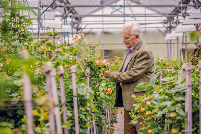 2226526_web1_gtr-liv-newroses11-013120