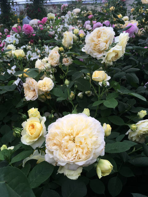 2226526_web1_gtr-liv-newroses13-013120