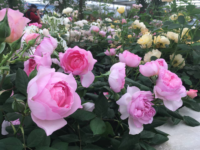 2226526_web1_gtr-liv-newroses14-013120