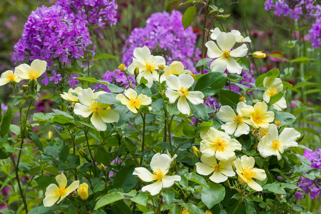 2226526_web1_gtr-liv-newroses6-013120