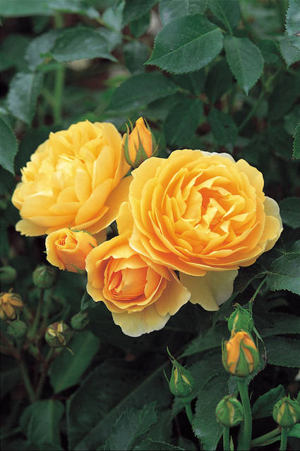 2226526_web1_gtr-liv-newroses8-013120