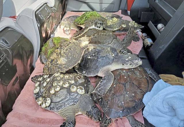 2231721_web1_ptr-SeaTurtles-012520