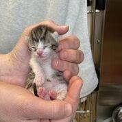 2234483_web1_animal-rescue-2