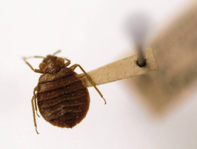 2247384_web1_ptr-SABedBug-012920