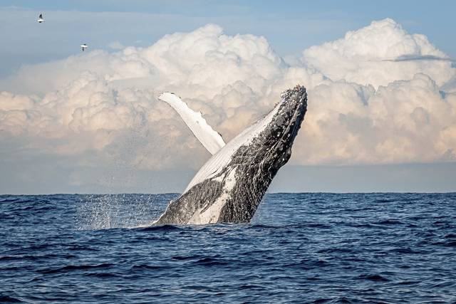 2255162_web1_ptr-tns-Humpbacks-013020