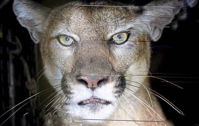 2260535_web1_ptr-tns-CalifMountainLion-013120