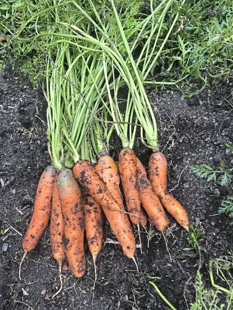 2232745_web1_gtr-liv-garden02110418