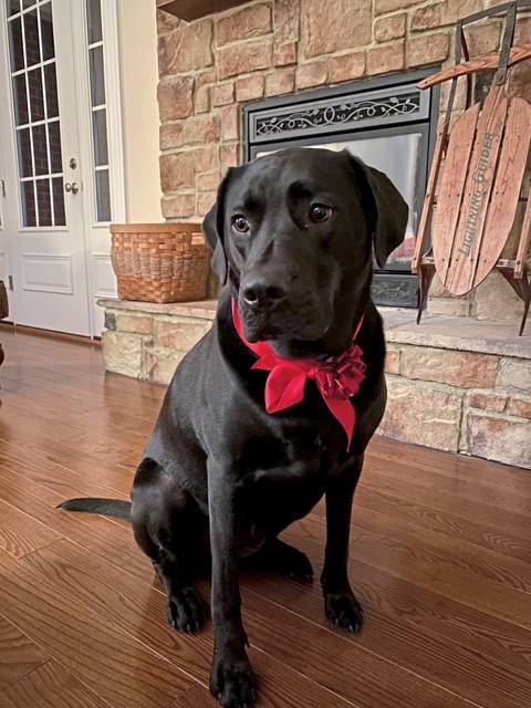2273587_web1_gtr-liv-dogbuds-gabby-020920