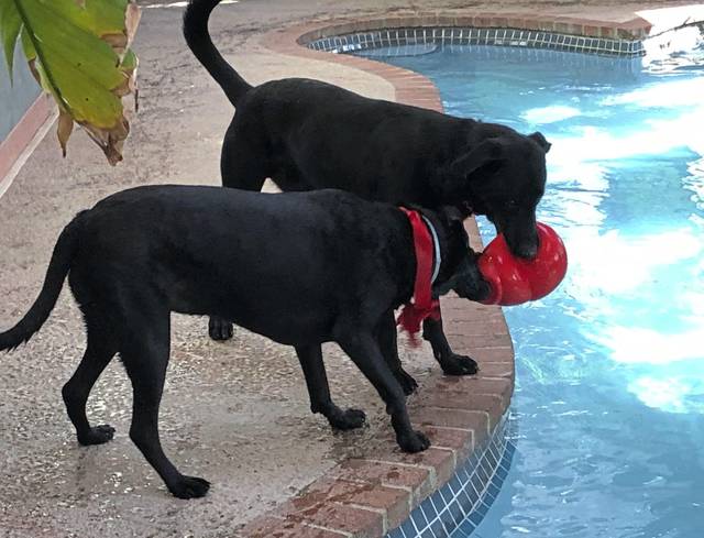 2273587_web1_gtr-liv-dogbuds3-020920