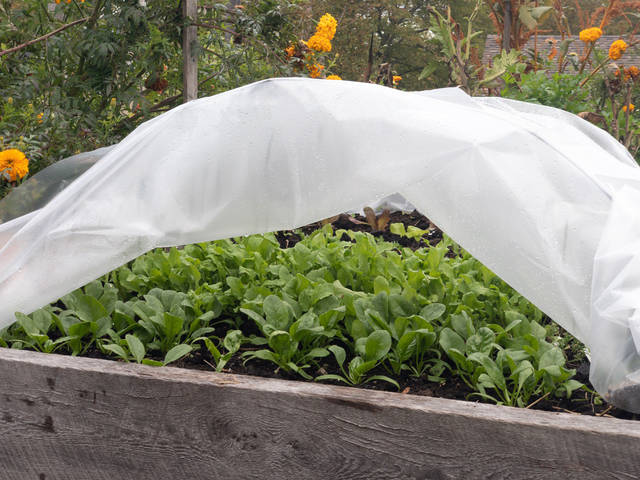 2276729_web1_winter_vegetable_growing_6