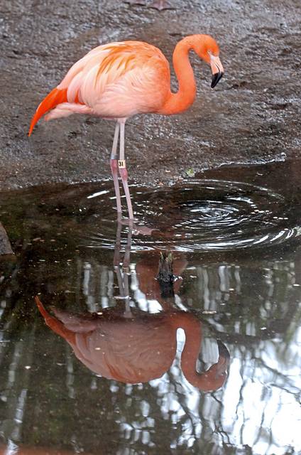 2277335_web1_gtr-tk-planner-flamingo-021320
