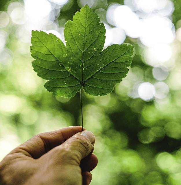 Ross appoints residents to newly formed Environmental Advisory Committee