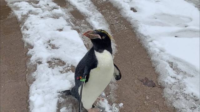 2294714_web1_ptr-penguins1-020820