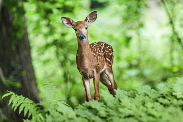 2301526_web1_web-deer3-021120