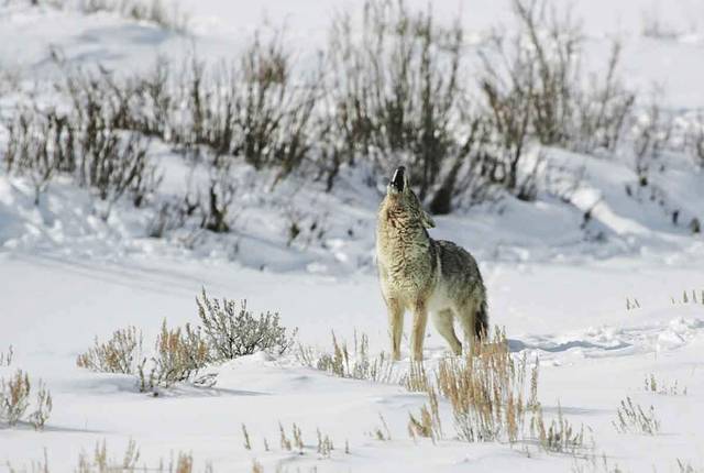 2314266_web1_gtr-OutCoyotes-021620