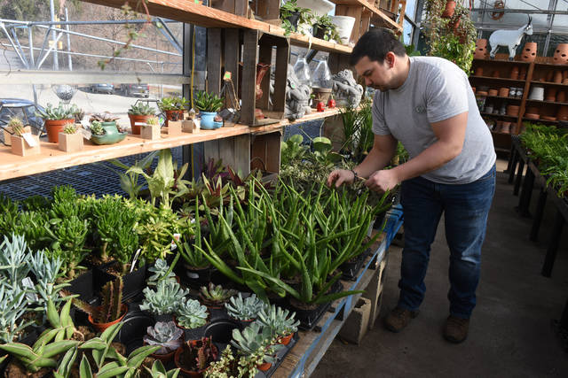 2316185_web1_gtr-liv-succulents1-021420