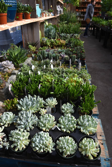 2316185_web1_gtr-liv-succulents11-021420