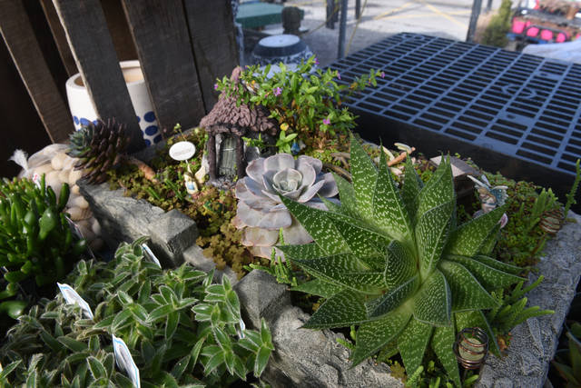 2316185_web1_gtr-liv-succulents12-021420