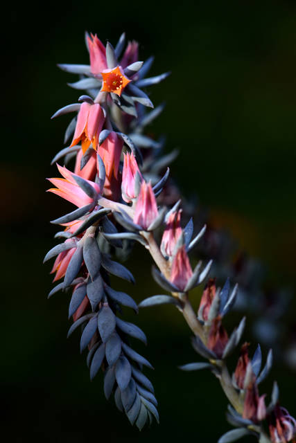 2316185_web1_gtr-liv-succulents13-021420