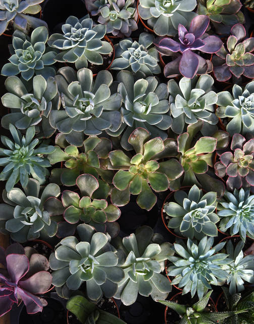 2316185_web1_gtr-liv-succulents3-021420