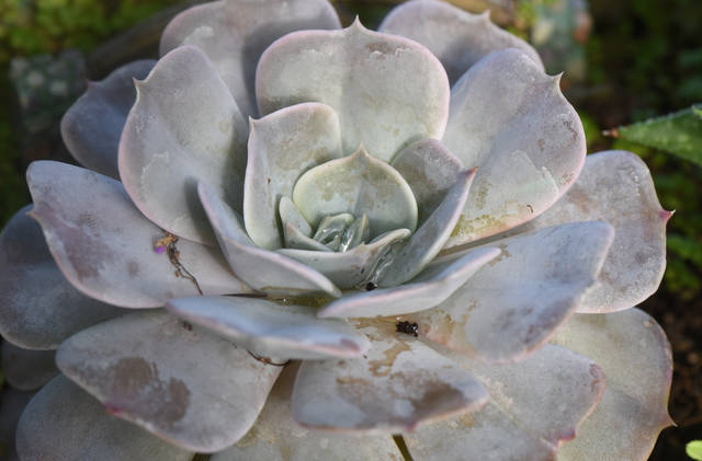 2316185_web1_gtr-liv-succulents4-021420