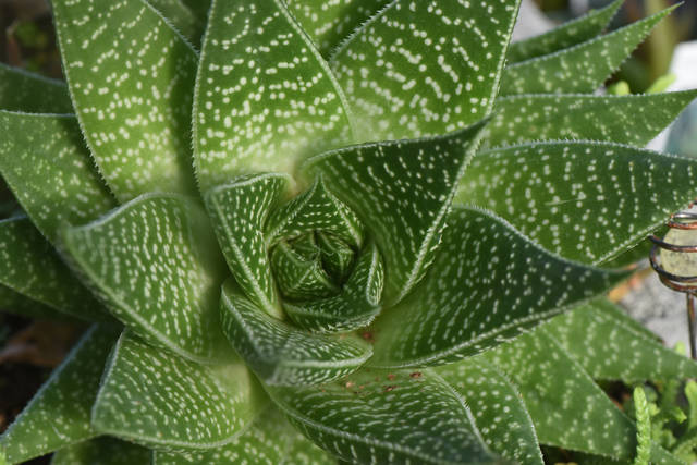 2316185_web1_gtr-liv-succulents5-021420