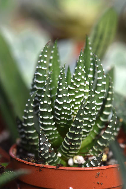2316185_web1_gtr-liv-succulents6-021420