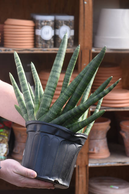 2316185_web1_gtr-liv-succulents7-021420