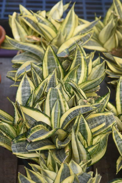 2316185_web1_gtr-liv-succulents8-021420