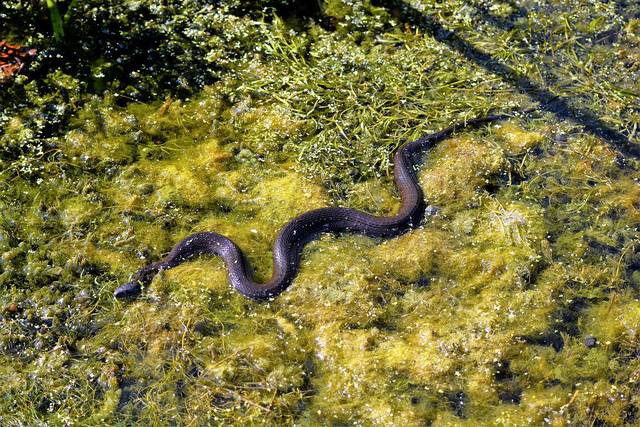 2328370_web1_snake-4387234_1280