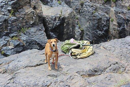 2333840_web1_vnd-petcamping-021820