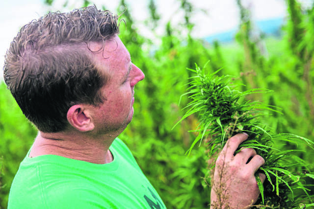 2333962_web1_gtr-HempCrop010-090718