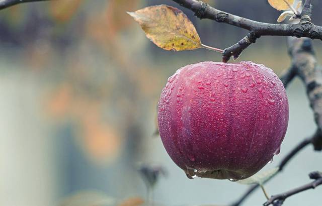 2335624_web1_WEB-apple-tree