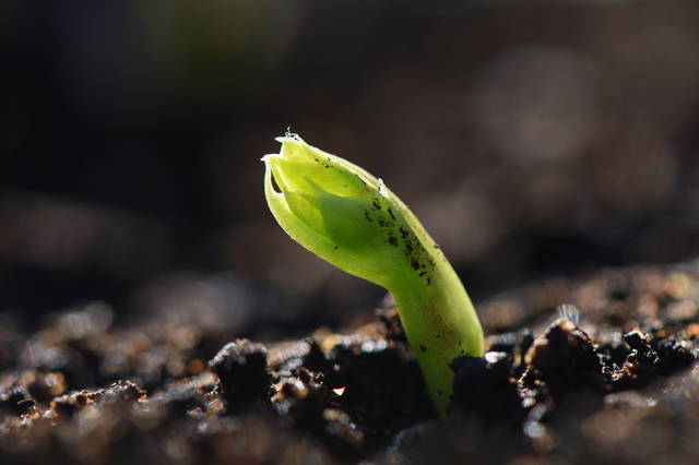 2336274_web1_gtr-liv-seedcatalogs1-022120