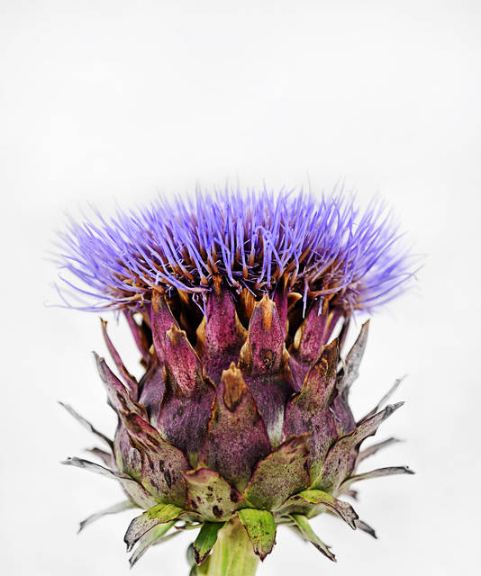 2336274_web1_gtr-liv-seedcatalogs2-022120